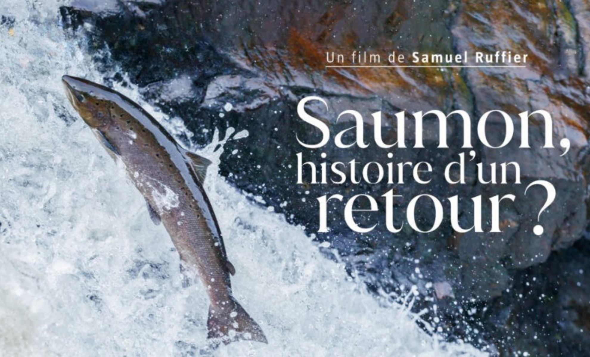 Saumon, histoire d'un retour