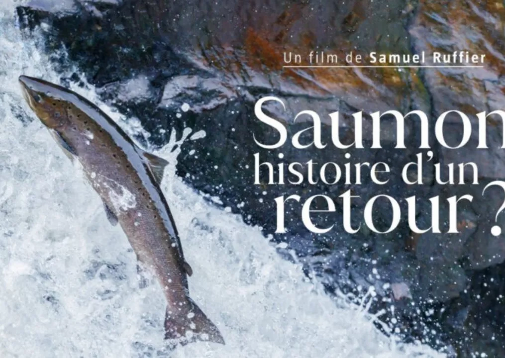 Saumon, histoire d'un retour